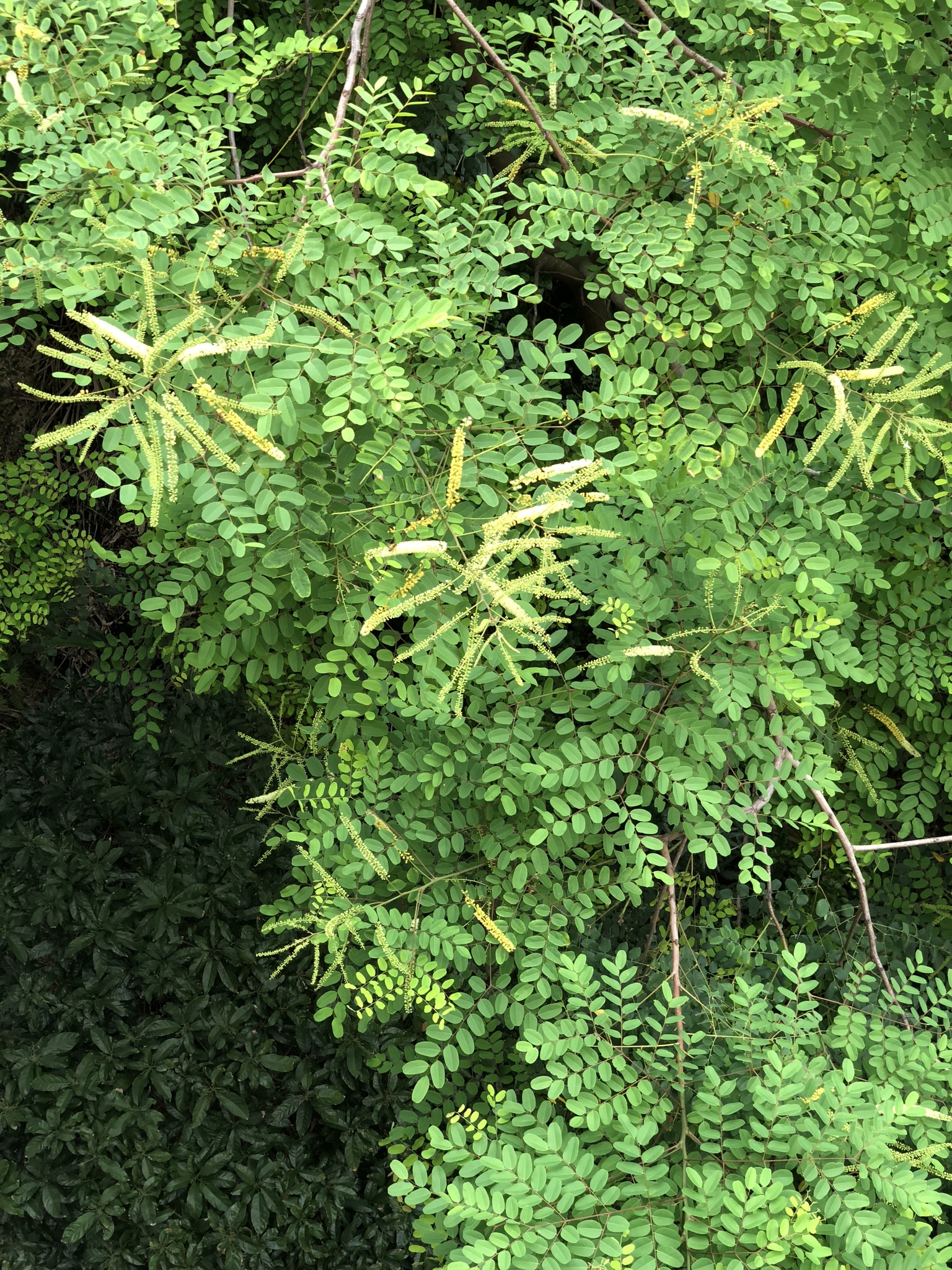 Adenanthera pavonina (Red Sandalwood)